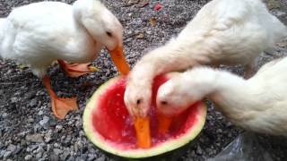 preview picture of video 'Ducks Love Watermelon / Ördekler Karpuzu Sever'