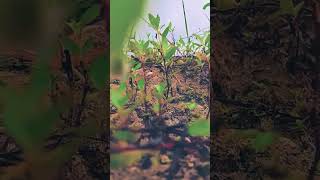 Download lagu #hiduphanyasekali # mp3