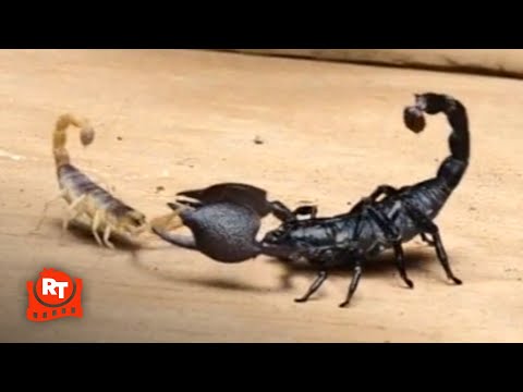 Jarhead (2005) - The Scorpion Fight Scene | Movieclips