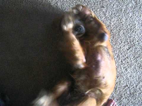 This how naked-belly old dogs do.