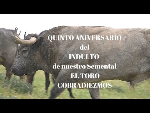 Quinto Aniversario  INDULTO  COBRADIEZMOS en REAL MAESTRANZA DE SEVILLA por MAESTRO MANUEL ESCRIBANO