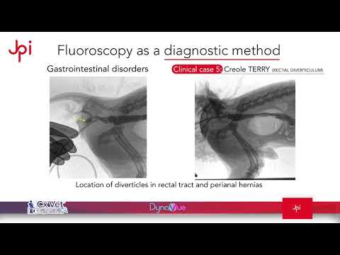 Using fluoroscopy to view location of diverticles in rectal tract and perianal hernias