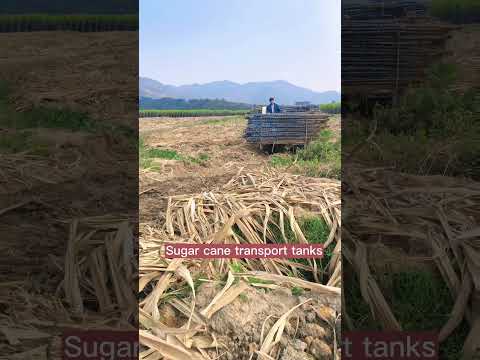 , title : 'Super Cool Tank For Heavy Sugarcane Transportation #satisfying #short'