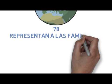 ¿Qué es un Sínodo? Conceptos básicos