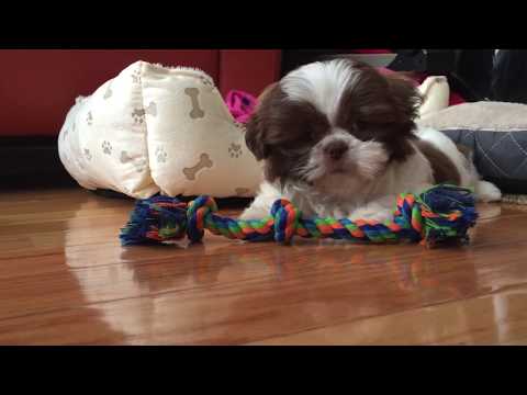 download lagu mp3 mp4 Shih Tzu With Pink Nose, download lagu Shih Tzu With Pink Nose gratis, unduh video klip Shih Tzu With Pink Nose