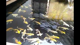 [心情] 看魚好像可以改善心情