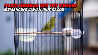 Download lagu PANCINGAN PLECI NEMBAK WIT WIT KENARI, BIKIN LAWAN IKUT GACOR DAN BUKA PARUH mp3 Download lagu PANCINGAN PLECI NEMBAK WIT WIT KENARI, BIKIN LAWAN IKUT GACOR DAN BUKA PARUH mp3