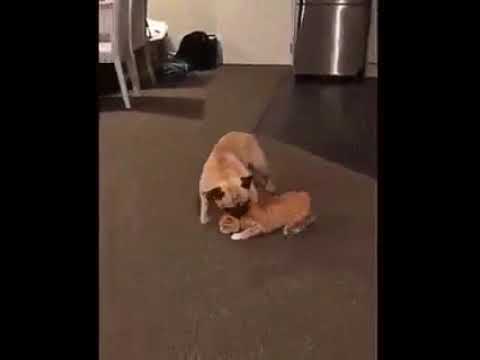 Воспитание кошки: на диван нельзя!