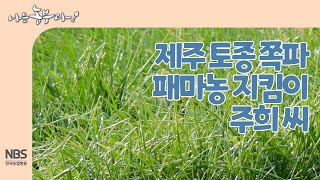 [나는농부다 234회] 제주 토종 쪽파 패마농 지킴이 주희 씨
