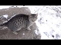 Today The Cat Without A Gray Cat