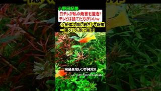 Download lagu 小野田紀美「日テレが私の発言を捏造?テレビは捨てた方がいい」→進次郎に続きデマ被害 mp3
