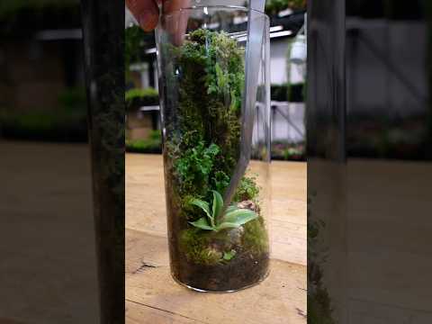 Bored? Make your own rainforest in a jar!