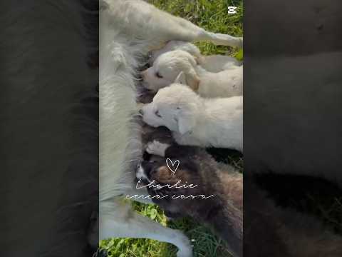 Regalo Charlie splendido soffice cucciolotto cerca famiglia 