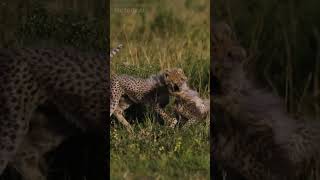 Why Can’t Cheetahs Jump High