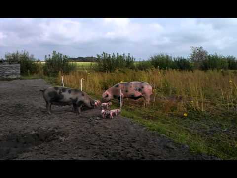 Vriendelijke Bonte Bentheimer beer