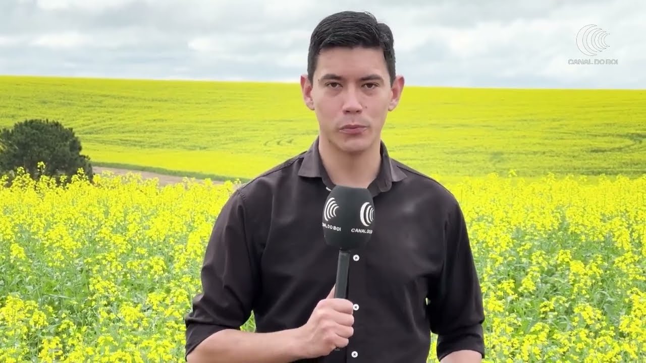 Canola avança e se aproxima da área cultivada com trigo no Rio Grande do Sul