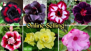 Wholesale & Retail Adenium Plants Nursery 🤩 Kolkata Best Nursery 🌱 Online Selling Adenium Plants 🤩🌱🔥