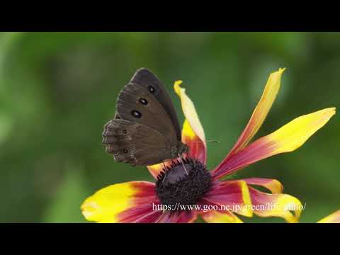 ルドベキアとコオニユリに来た蝶　Black-eyed Susan & Leichtsinns'Lily attract butterflies