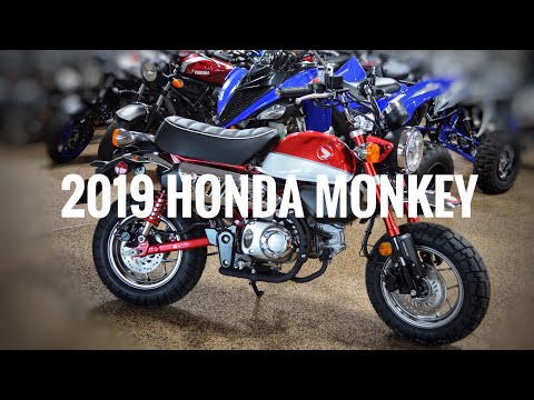 2019 Honda Monkey U.S. Delivery and Startup!