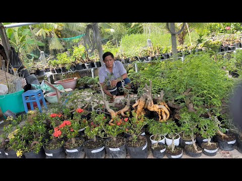 Cây kiểng mini giá rẻ nhiều loại, Giao lưu 15/5 #0359667713 nhà vườn AnKhang