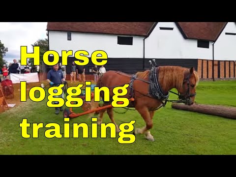 Horse logging training for working horses uk