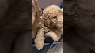 Double Doodle Puppies Videos