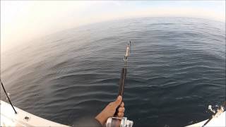 JigSkinz and Sting-o