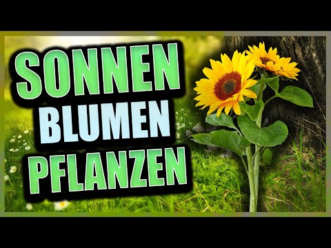 , title : 'Sonnenblumen selber aussäen im Frühjahr! | Gartenzeit'