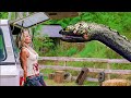 Anaconda Gigante Vs Jeep Anaconda 3 La Amenaza Clip En Español