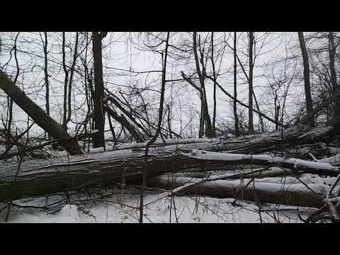 Deer Running, Loggers Paradise