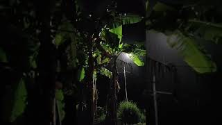 Download lagu SUARA KODOK WAKTU HUJAN #shorts #short #shortvideo mp3
