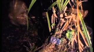 Download lagu Dunia Lain Eps. Misteri manusia siluman di Gunung bunder Bogor mp3