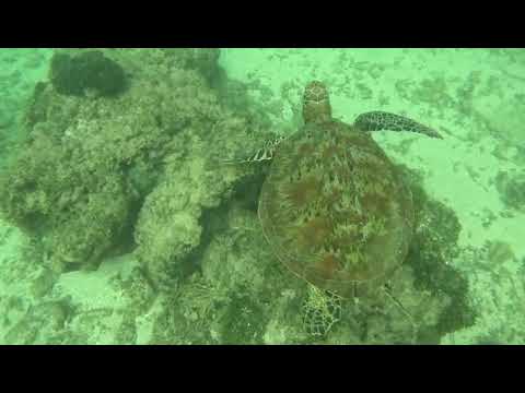 Swimming with Giant Sea Turtles in Mirissa