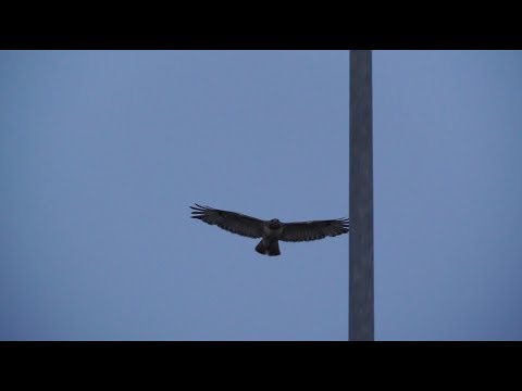 Cornell Red-tailed Hawks Highlights, 6/30/2018 (HD)