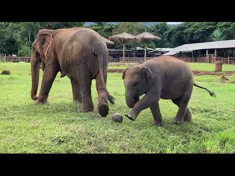 Baby Elephant “Lek Lek” Experience With Ball For The First Time – ElephantNews