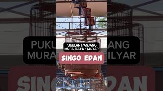 Download lagu Juara 1 Murai Batu di PIALA RAJA 2024 SINGO EDAN dikelas MAHARAJA #muraibatu #pialaraja2024 mp3