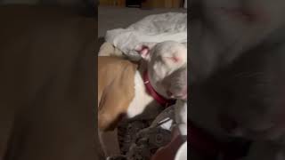 Video preview image #1 Mutt Puppy For Sale in Rockville, MD, USA