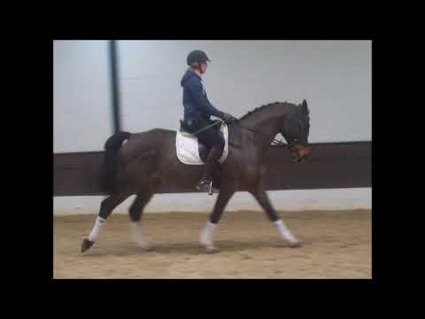 RUBINIO S-platziertes Lehrpferd VB 8.000,- Euro