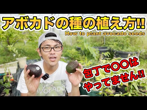 アボカドの木を穴から育てるにはどうすればよいですか？必要な情報がすべて見つかります!  庭園