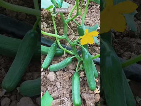 खीरे की खेती🥒 | Kheera ki kheti | Vegetable farming |#shorts #farming #cucumber #shortvideo