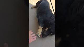 Video preview image #1 Basset Hound-German Shepherd Dog Mix Puppy For Sale in Deepwater, NJ, USA