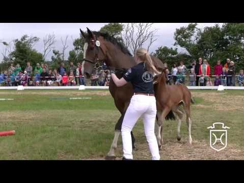 NF103 Hengstfohlen von For Pleasure - Carthago - Quidam de Revel