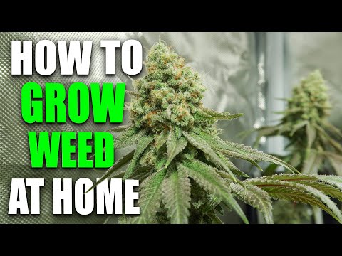 HOW TO GROW WEED: EASY COMPLETE GUIDE for Beginners - Indoor Cannabis - 2024