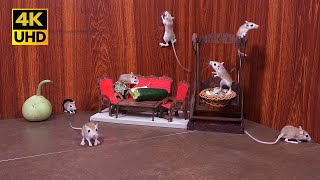 Wide-Angle Cat TV: Baby Mice Feast, Jump & Explore | Real Sounds & Cozy Playground in 4K UHD