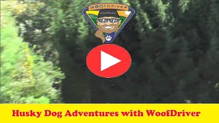 Dog Adventurer | Husky Dog | The WolfManChi Dance  - Wild And Free In Nature&#39;s Beauty