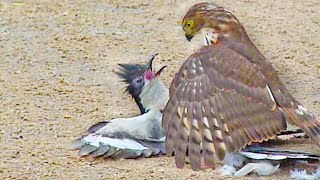 Hawk Tries to Kill Cuckoo Bird