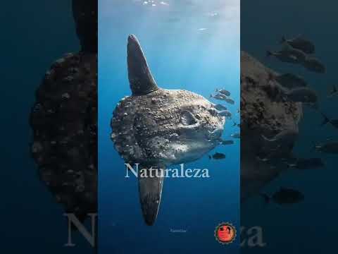 NATURALEZA Edicion Creativa