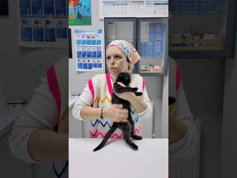 Siz kedinizi nasıl seviyorsunuz😳