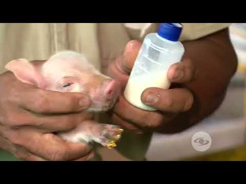 , title : 'Atención a los cerdos recién nacidos | La Finca de Hoy'