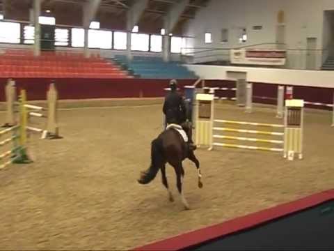 Deckhengst Chetlag : Springpferdeprüfung Kl.A**